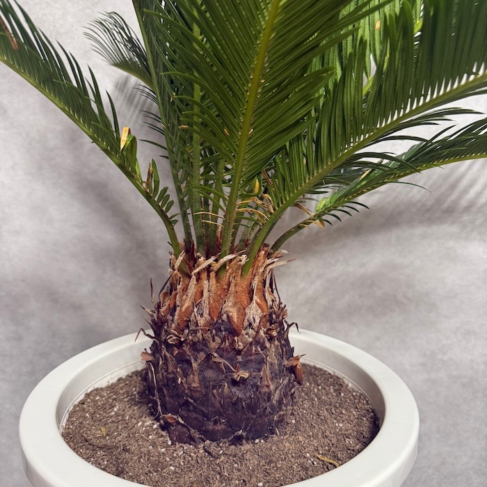 現品 観葉植物 ソテツ 蘇鉄 10号鉢苗 大型種類 大きい 鉢植え 和風