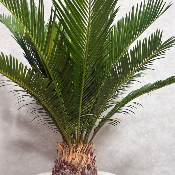 現品 観葉植物 ソテツ 蘇鉄 10号鉢苗 大型種類 大きい 鉢植え 和風