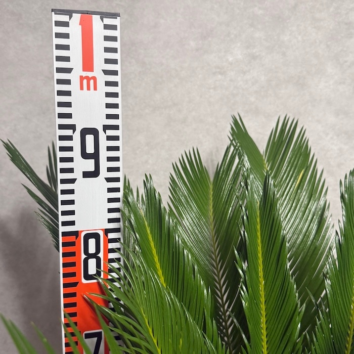 現品 観葉植物 ソテツ 蘇鉄 10号鉢苗 大型種類 大きい 鉢植え 和風