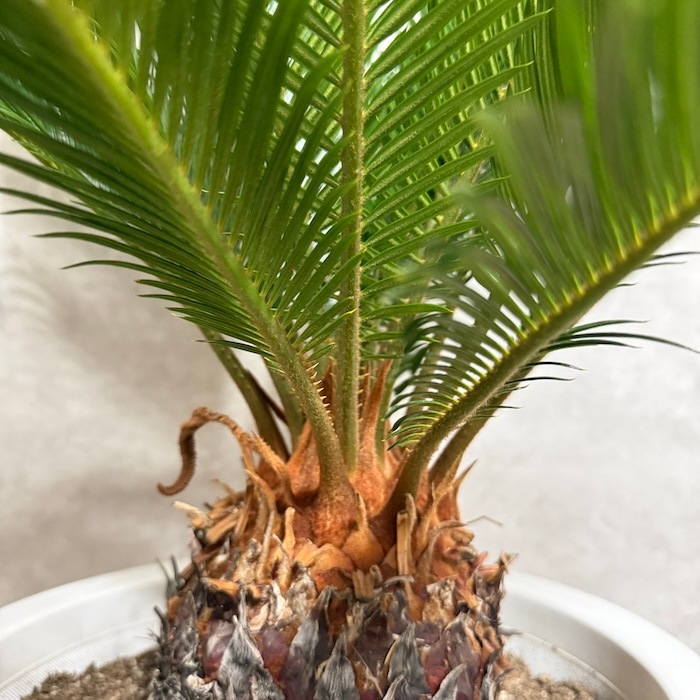 現品 観葉植物 ソテツ 蘇鉄 10号鉢苗 大型種類 大きい 鉢植え 和風