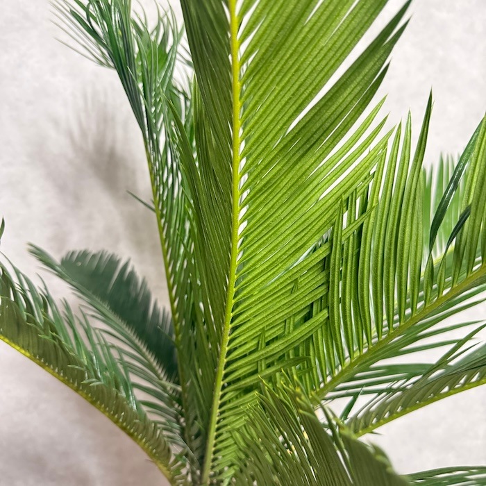 現品 観葉植物 ソテツ 蘇鉄 10号鉢苗 大型種類 大きい 鉢植え 和風