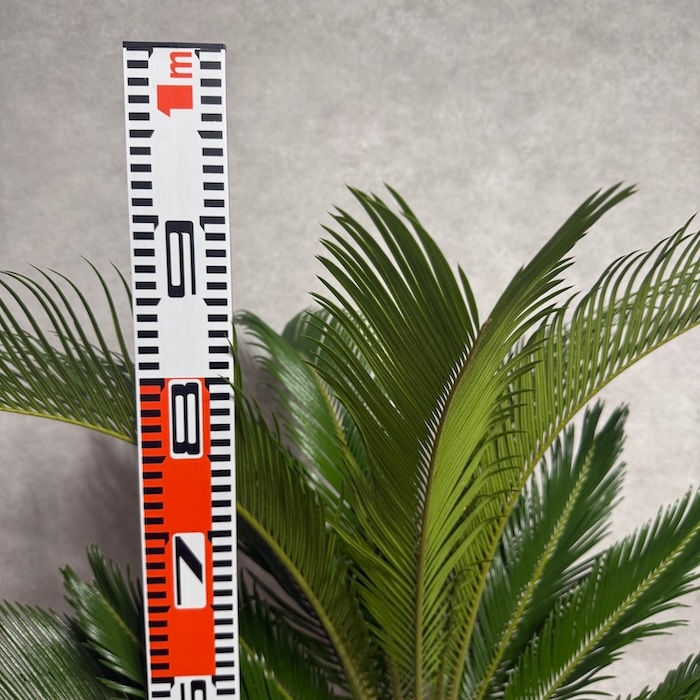 現品 観葉植物 ソテツ 蘇鉄 10号鉢苗 大型種類 大きい 鉢植え 和風