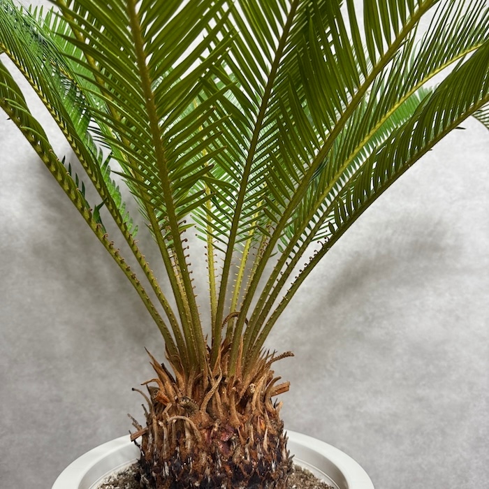 現品 観葉植物 ソテツ 蘇鉄 10号鉢苗 大型種類 大きい 鉢植え 和風