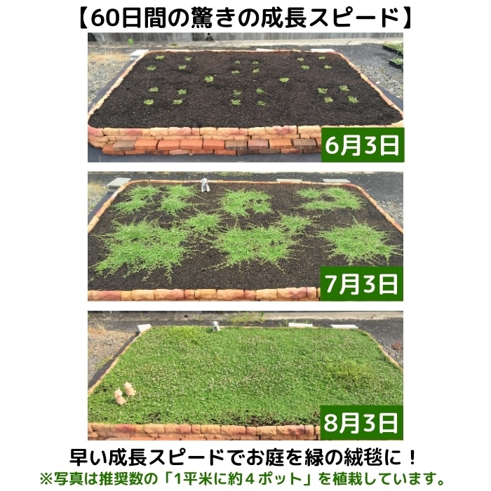クラピアの成長スピード	