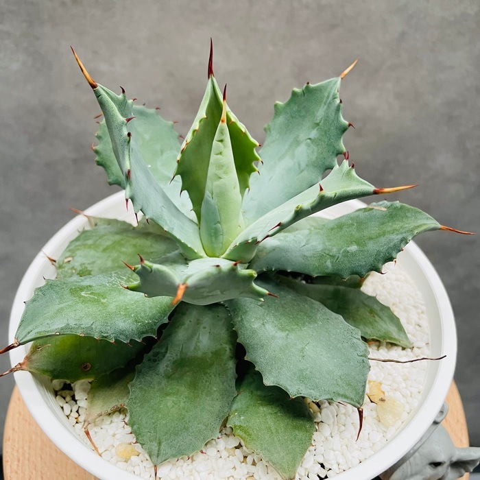 アガベ 雷神 ポタトラム 大株 7号鉢