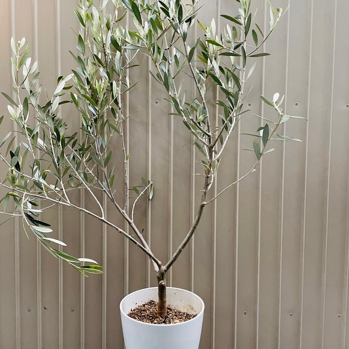 超美形。仕立てオリーブ ネバディロブランコ1.6M(鉢底から