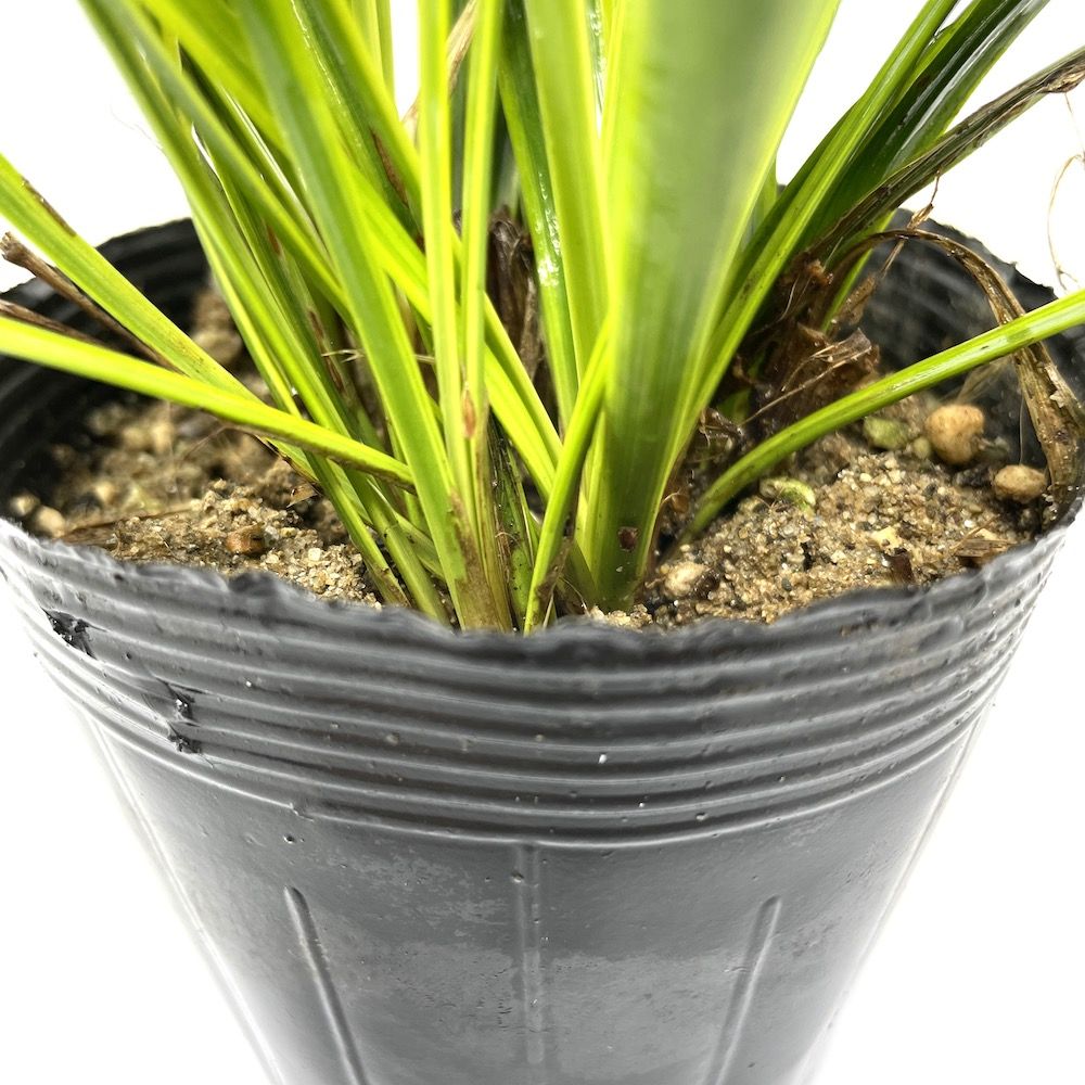 フイリヤブラン株分け苗　100芽　斑入りヤブラン苗 フイリヤブラン株分け苗 100芽 斑入りヤブラン苗 | グランド