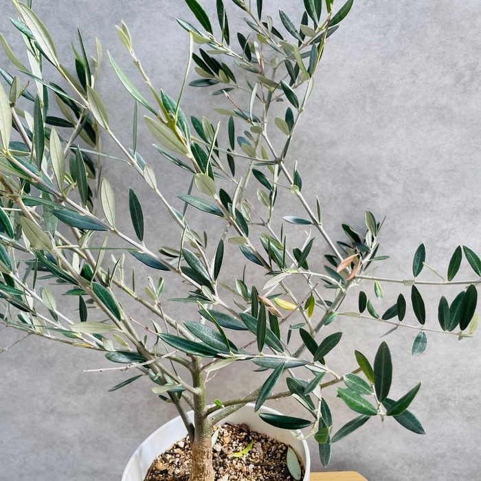 オリーブの木　ピクアル 観葉植物 オリーブの木 8号 ピクアル ラッシュバスケット