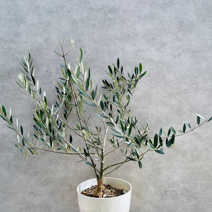 オリーブの木　ピクアル　7号　約140cm　NO.702　人気品種　現品掲載 ピクアル Lサイズ 約140cm K-79 オリーブの木 古木 - 株式会社鶴亀園