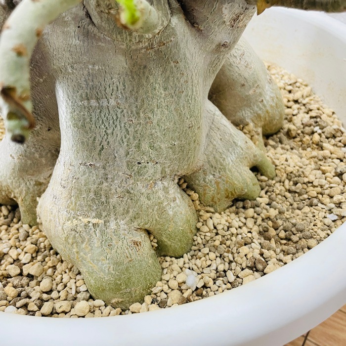 アデニウムアラビカム 'ゴッチ' 塊根 多肉植物 コーデックス