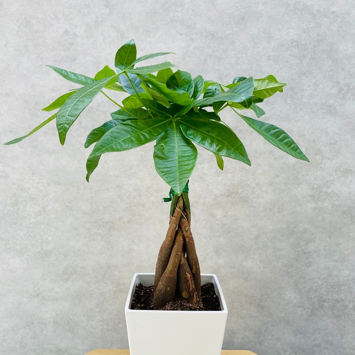 【インテリアに】パキラ風 造花 観葉植物 創り物 枯れない 安心 緑 植物 dショッピング |フェイクグリーン パキラ 高さ150cm 朴タイプ