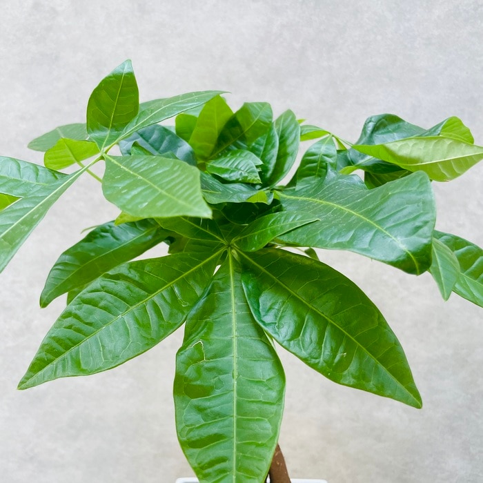 観葉植物 パキラ アクアティカ 5号スクエア植木鉢苗 5本編み樹形 実生