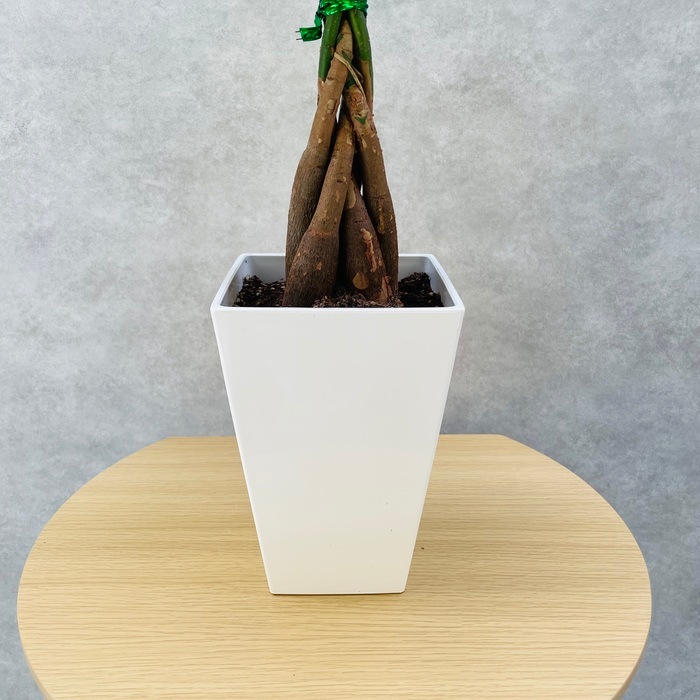 観葉植物 パキラ アクアティカ 5号スクエア植木鉢苗 5本編み樹形