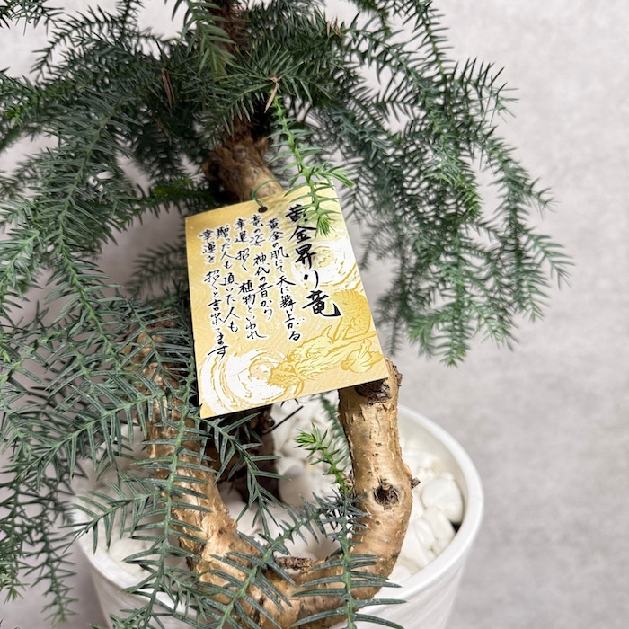 現品 観葉植物 黄金昇り竜 受け皿付き シマナンヨウスギ
