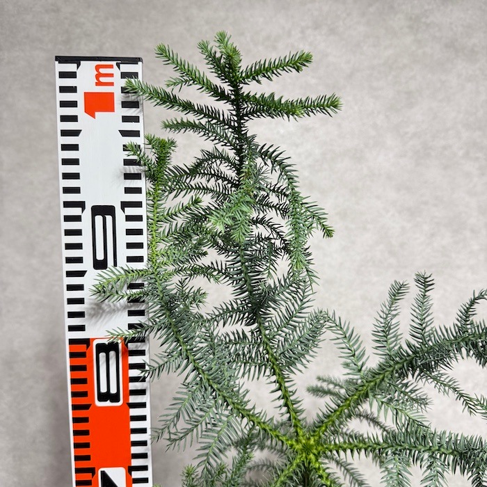 現品 観葉植物 黄金昇り竜 受け皿付き シマナンヨウスギ
