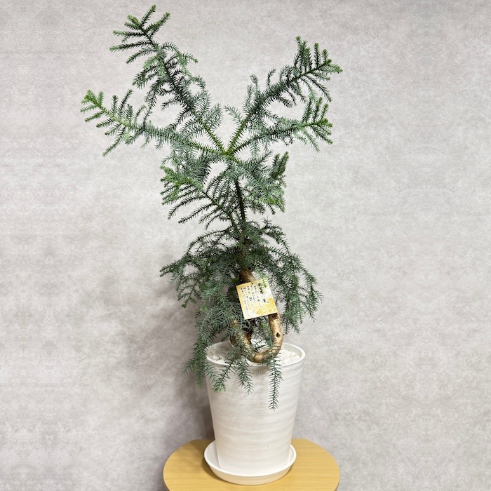 現品 観葉植物 黄金昇り竜 受け皿付き シマナンヨウスギ