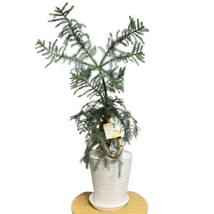 現品 観葉植物 黄金昇り竜 受け皿付き シマナンヨウスギ