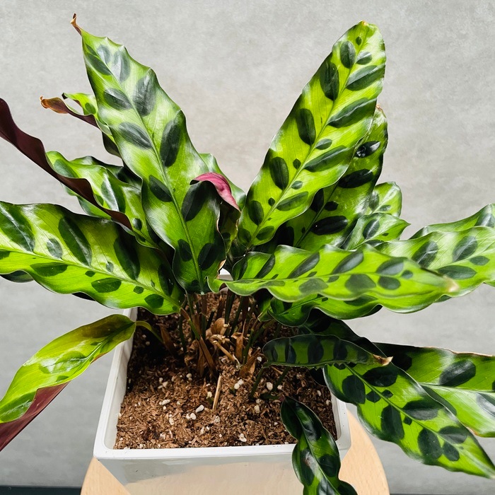 観葉植物 カラテア・インシグニス 5号鉢 ランキフォリア おしゃれな