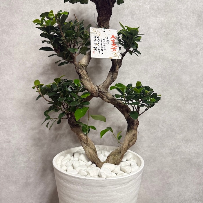 現品 1点もの ガジュマル 観葉植物 高さ約85cm 八の字 8号鉢苗 受け皿