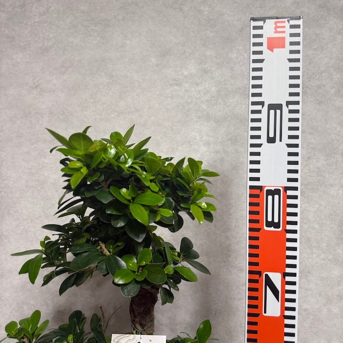 週末特価！ガジュマル　苗　苗木　観葉植物　8の字　曲がり　8号 ガジュマル 観葉植物 八の字 8号鉢苗 大型 盆栽 末広がりの8の字 室内