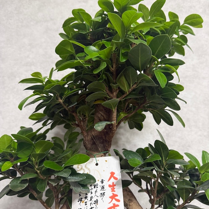 現品 1点もの ガジュマル 観葉植物 高さ約85cm 八の字 8号鉢苗 受け皿
