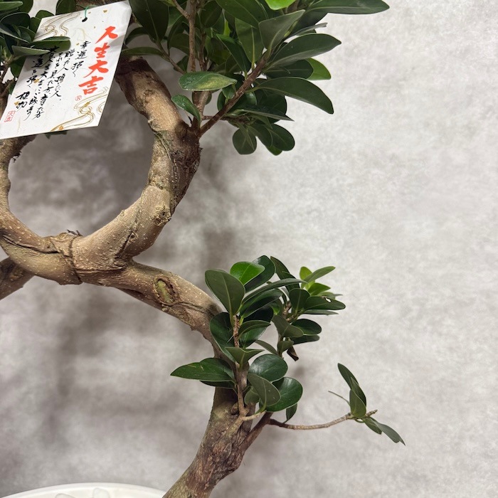 現品 1点もの ガジュマル 観葉植物 高さ約95cm 八の字 8号鉢苗 受け皿