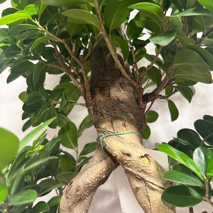 現品 1点もの ガジュマル 観葉植物 高さ約85cm 八の字 8号鉢苗 受け皿