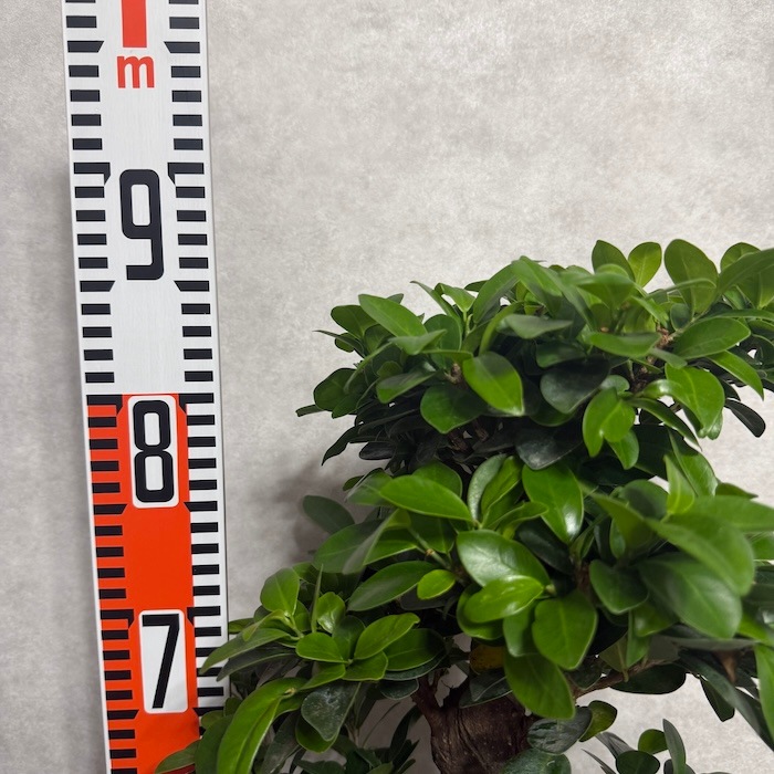 現品 1点もの ガジュマル 観葉植物 高さ約85cm 八の字 8号鉢苗 受け皿