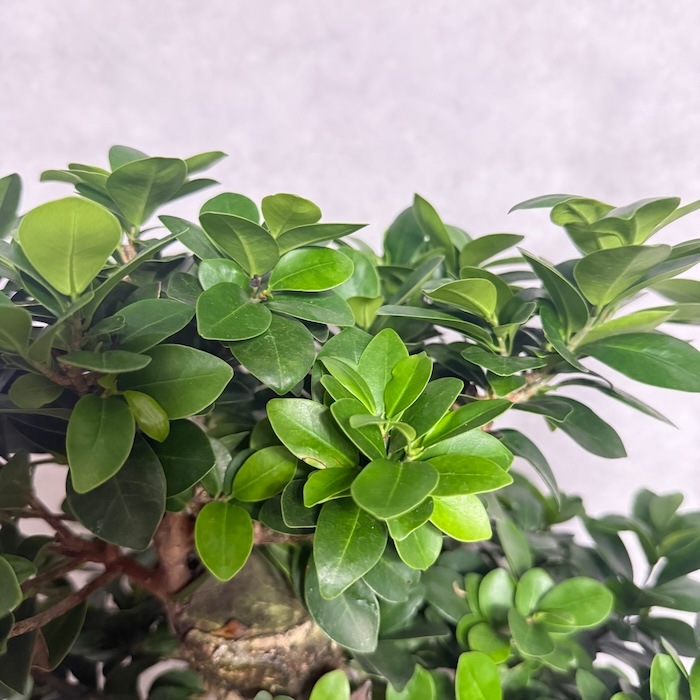 現品 1点もの ガジュマル 観葉植物 高さ約95cm 八の字 8号鉢苗 受け皿