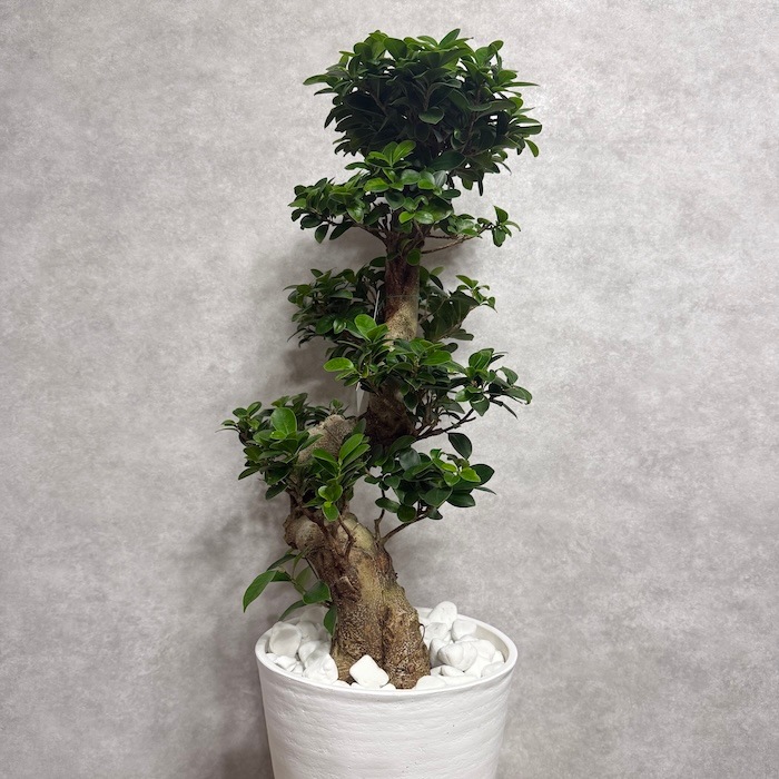 ガジュマル 曲がり 8号鉢 登り樹 観葉植物 多幸の木 幸福をもたらす