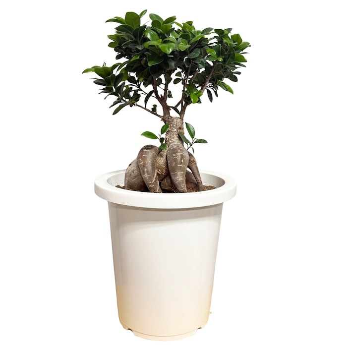 【現品】多幸の木　ガジュマル　ガジュマルの木　８号鉢　Ⅰ ガジュマル 観葉植物 8号鉢 現品販売 多幸の木 大型 鉢植え 室内