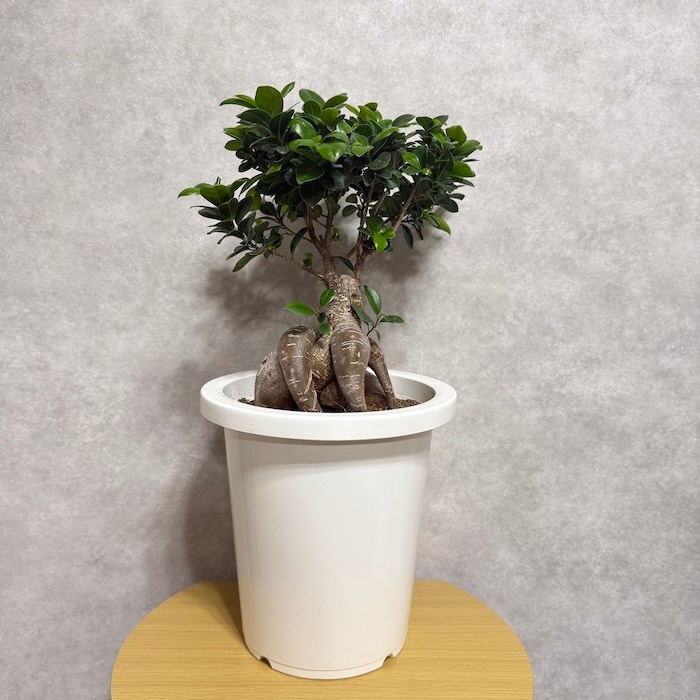 【現品】多幸の木　ガジュマル　ガジュマルの木　８号鉢　Ⅰ ガジュマル 観葉植物 8号鉢 現品販売 多幸の木 大型 鉢植え 室内
