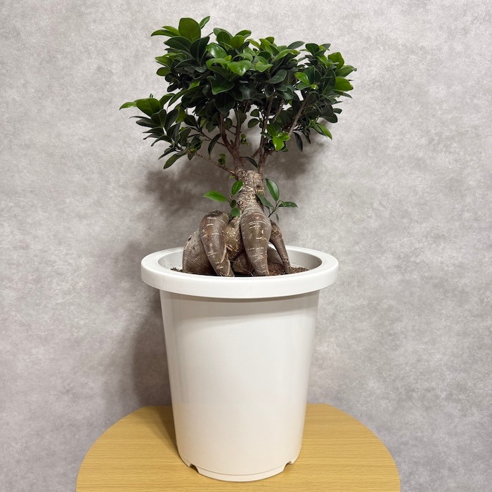 ガジュマル 観葉植物 8号鉢 現品販売 多幸の木 大型 鉢植え 室内