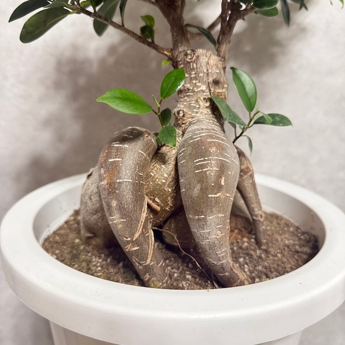 【現品】多幸の木　ガジュマル　ガジュマルの木　８号鉢　お５番 樹脂 多幸の木 ガジュマル 観葉植物 8号 ガジュマルの木 大株 最大級 フィカス