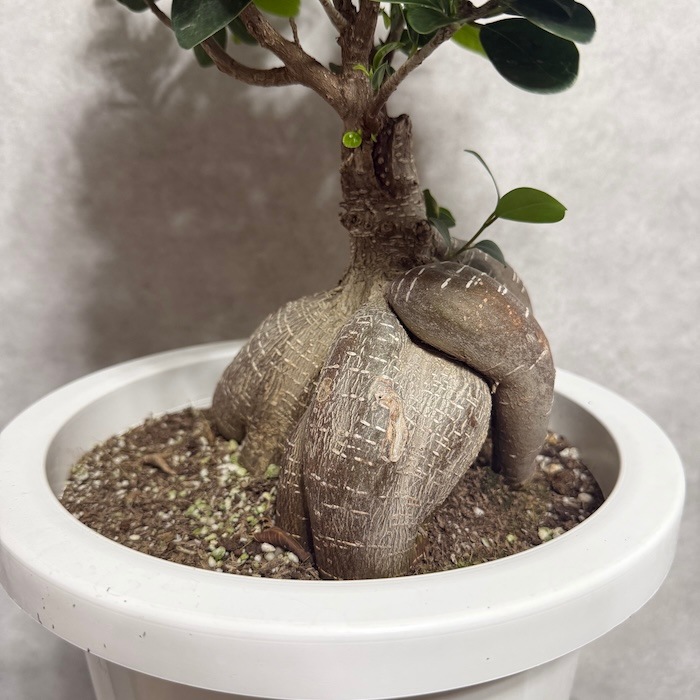 【現品】多幸の木　ガジュマル　ガジュマルの木　８号鉢　お５番 ガジュマル 観葉植物 8号鉢 現品販売 多幸の木 大型 鉢植え 室内