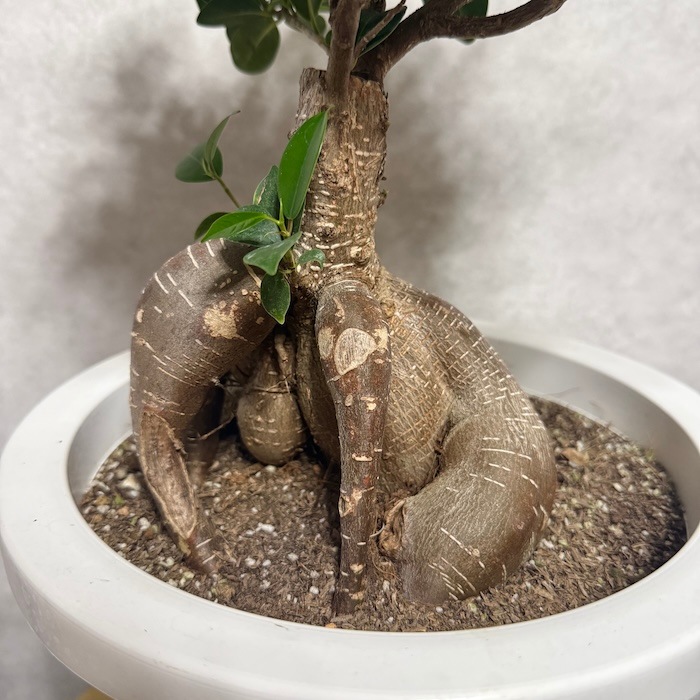 【現品】多幸の木　ガジュマル　ガジュマルの木　８号鉢　Ⅱ ガジュマル 観葉植物 8号鉢 現品販売 多幸の木 大型 鉢植え 室内