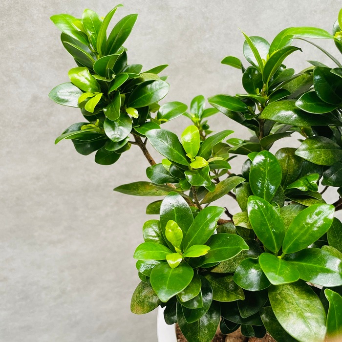 即*で様 ガジュマル　観葉植物　8号　約85センチ 観葉植物 ガジュマル 8号 ファイバークレイ Gray 付き | 観葉