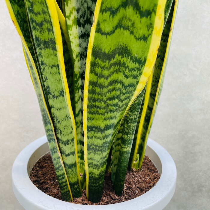 サンスベリア　特大サイズ　美形　観葉植物　ACTUS アクタス サンスベリア 特大サイズ 美形 観葉植物 ACTUS アクタス