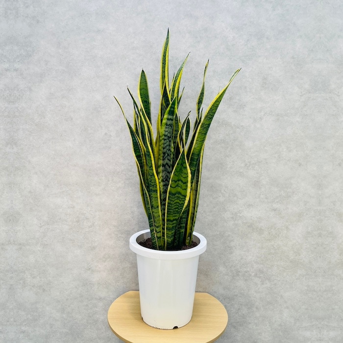 観葉植物 サンスベリア 8号鉢苗 大型 大きい おしゃれな室内インテリア