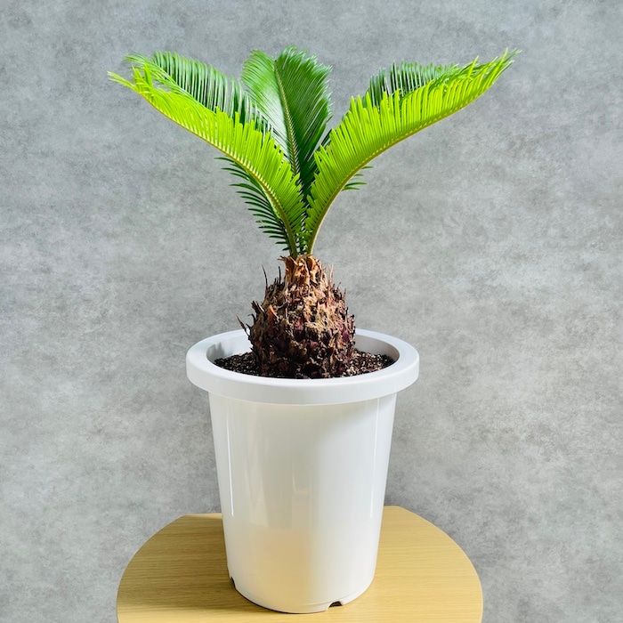 観葉植物 ソテツ 蘇鉄 8号鉢苗 大型種類 大きい 鉢植え 和風