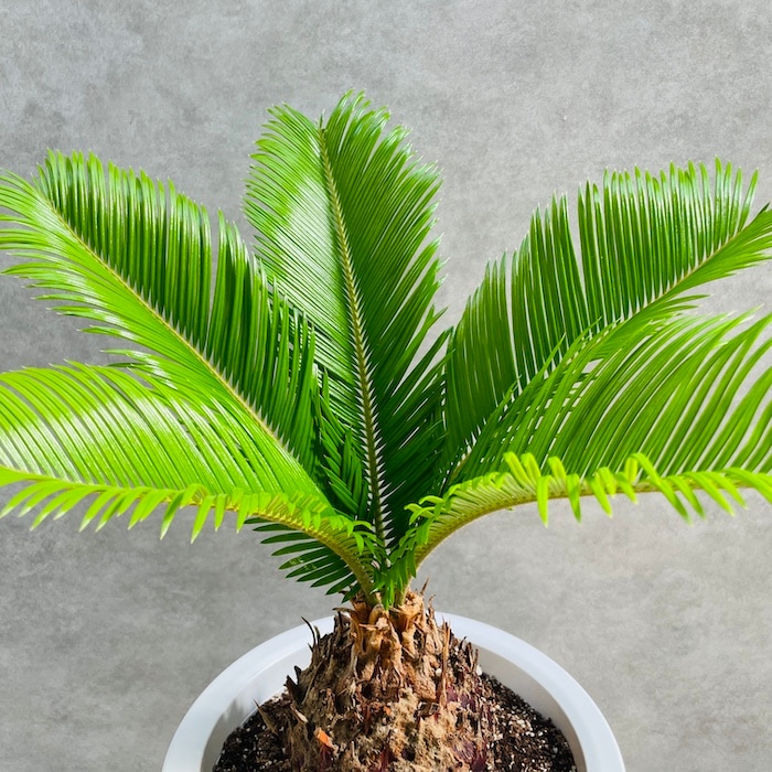 ソテツ蘇鉄　ビッグ株　新葉17枚　観葉植物　インテリア 観葉植物 ソテツ 蘇鉄 7号鉢苗 大型 大きい 鉢植え 和風 和室
