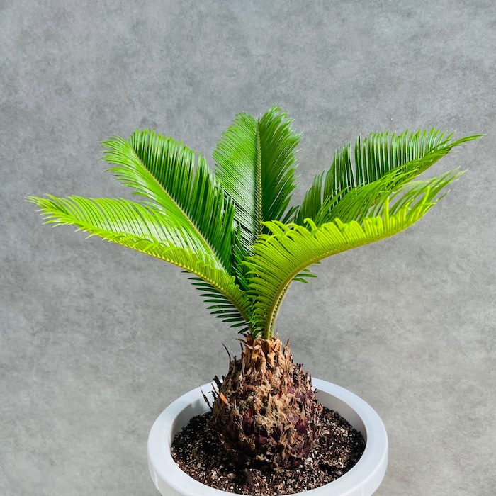 観葉植物 ソテツ 蘇鉄 8号鉢苗 大型種類 大きい 鉢植え 和風