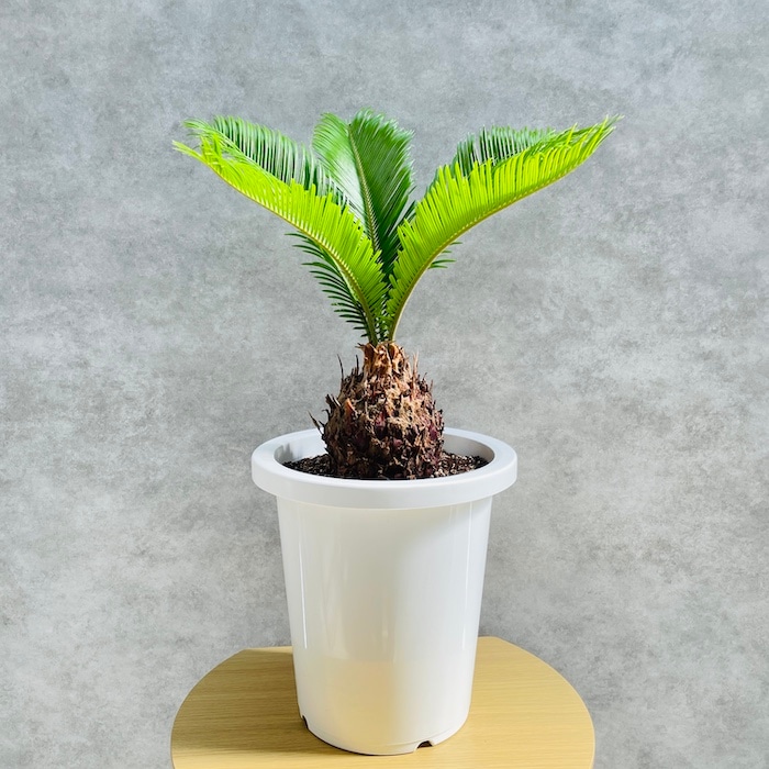 観葉植物 ソテツ 蘇鉄 8号鉢苗 大型種類 大きい 鉢植え 和風