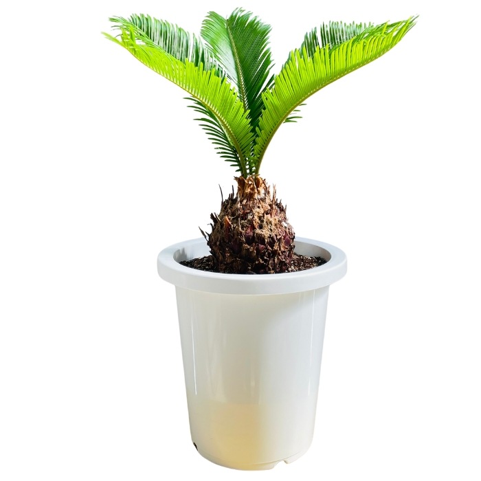 大きいソテツ 多幹性 植物 ソテツ 【観葉植物 6号／1個売り】｜ 【植物のITANSE