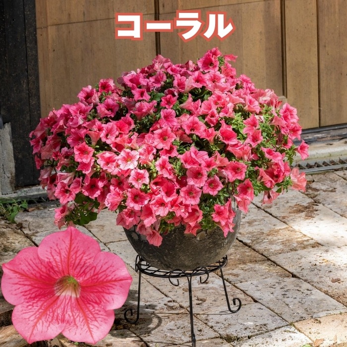 サフィニア プレミアムシリーズ 5色×各1株セット 10.5cmポット苗 肥料