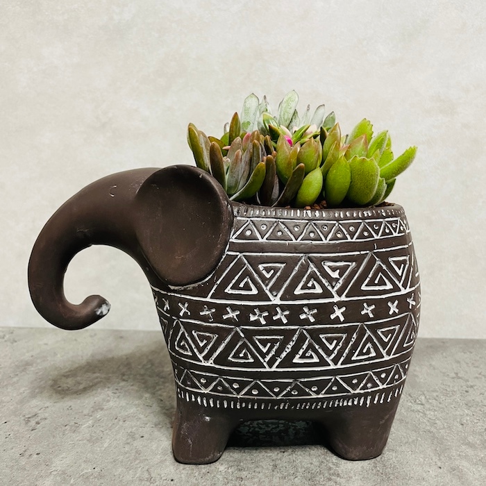 多肉植物 寄せ植え 象さん 4.5号 陶器鉢 苗 観葉植物 おしゃれな