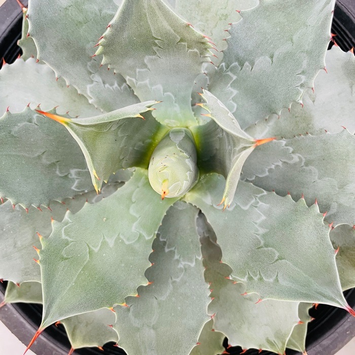 アガベ 雷神 大株 アガベ 雷神 – linkplants -リンクプランツ-