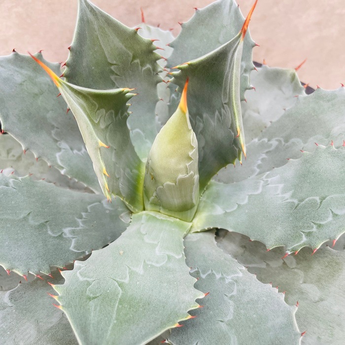 観葉植物 アガベ ポタトラム 雷神 12号鉢株 大型 大株 ライジン 多肉