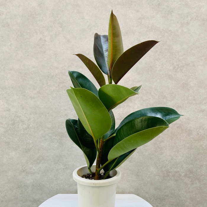 11_000000001386.jpg?1714035809