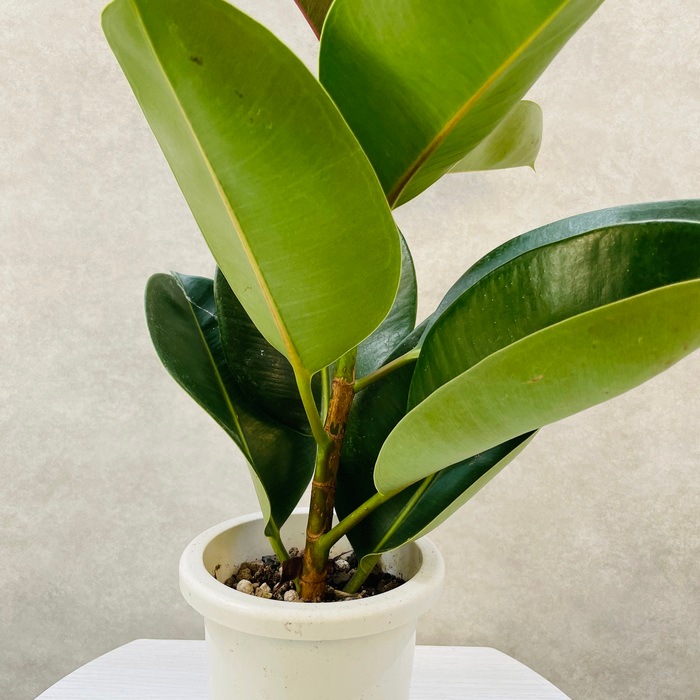 観葉植物 ゴムの木 フィカス・ロブスター 5号鉢 苗木 鉢植え インド